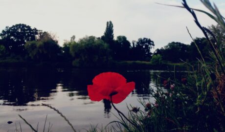 flower and river